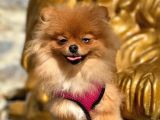 Pomeranian Boo