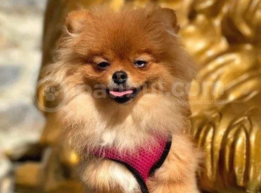 Pomeranian Boo