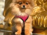 Pomeranian Boo