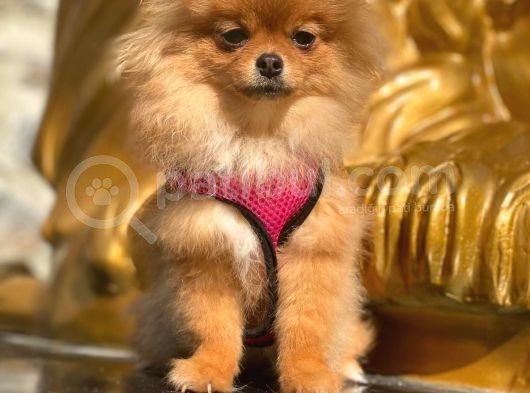 Pomeranian Boo görsel