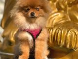 Pomeranian Boo