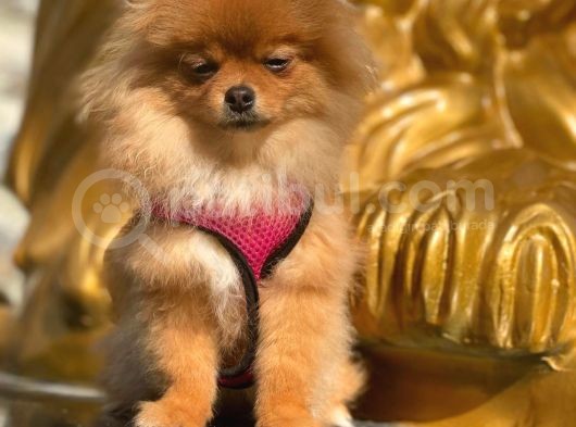 Pomeranian Boo görsel