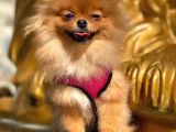 Pomeranian Boo
