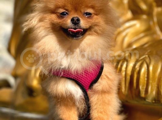 Pomeranian Boo görsel