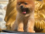 Pomeranian Boo