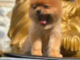 Pomeranian Boo
