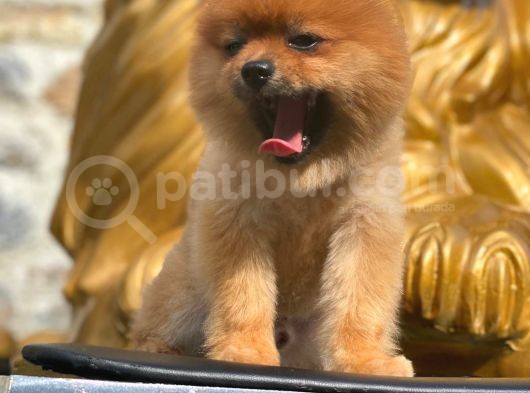 Pomeranian Boo görsel
