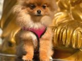 Pomeranian Boo