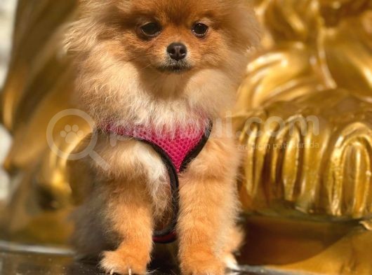 Pomeranian Boo görsel