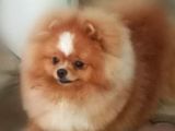 Pomeranian Boo