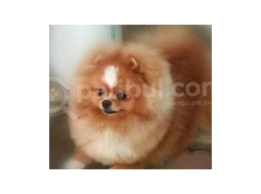 Pomeranian Boo görsel