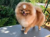Pomeranian Boo