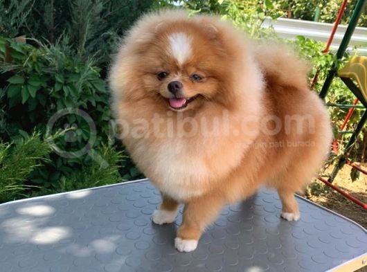 Pomeranian Boo görsel