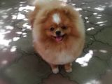 Pomeranian Boo