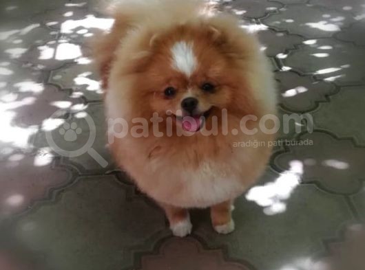Pomeranian Boo görsel