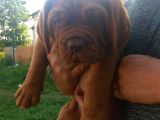 Bordeaux Mastiff