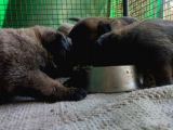 Belçika Malinois Ruhsatlı Tabanca Yavruları