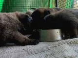 Belçika Malinois Ruhsatlı Tabanca Yavruları