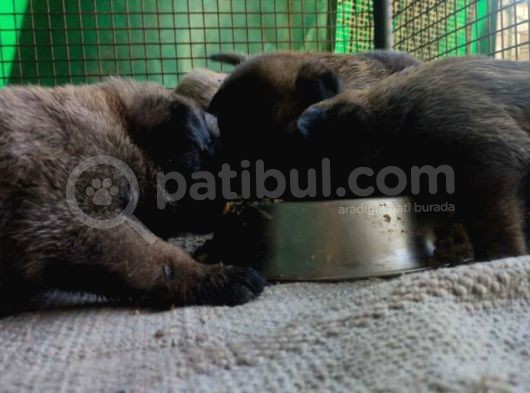 Belçika Malinois Ruhsatlı Tabanca Yavruları görsel