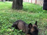 Belçika Malinois Ruhsatlı Tabanca Yavruları