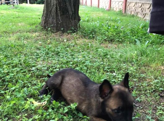 Belçika Malinois Ruhsatlı Tabanca Yavruları görsel