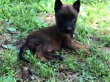 Belçika Malinois Ruhsatlı Tabanca Yavruları
