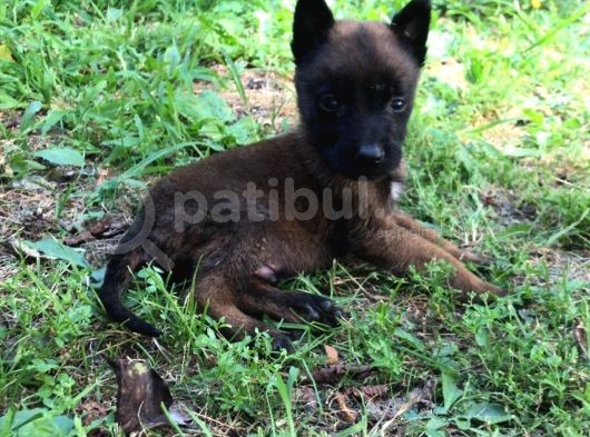 Belçika Malinois Ruhsatlı Tabanca Yavruları görsel