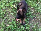 Belçika Malinois Ruhsatlı Tabanca Yavruları