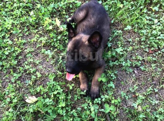 Belçika Malinois Ruhsatlı Tabanca Yavruları görsel