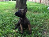 Belçika Malinois Ruhsatlı Tabanca Yavruları