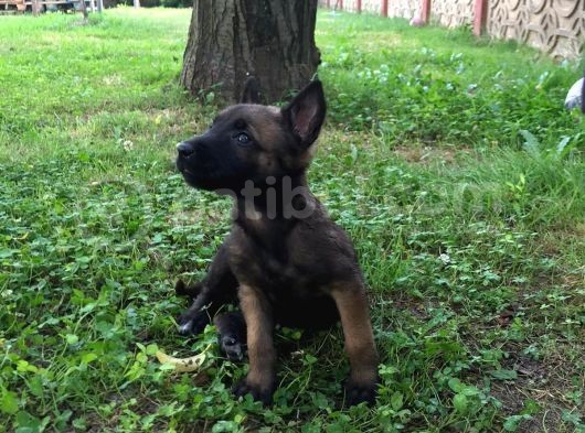 Belçika Malinois Ruhsatlı Tabanca Yavruları görsel