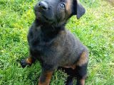 Belçika Malinois Ruhsatlı Tabanca Yavruları