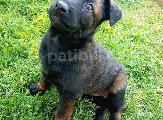 Belçika Malinois Ruhsatlı Tabanca Yavruları görsel