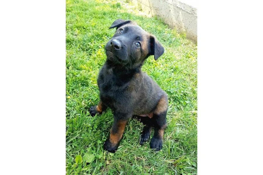 Belçika Malinois Ruhsatlı Tabanca Yavruları