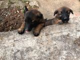Belçika Malinois Ruhsatlı Tabanca Yavruları