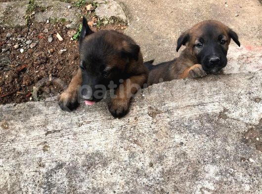 Belçika Malinois Ruhsatlı Tabanca Yavruları görsel