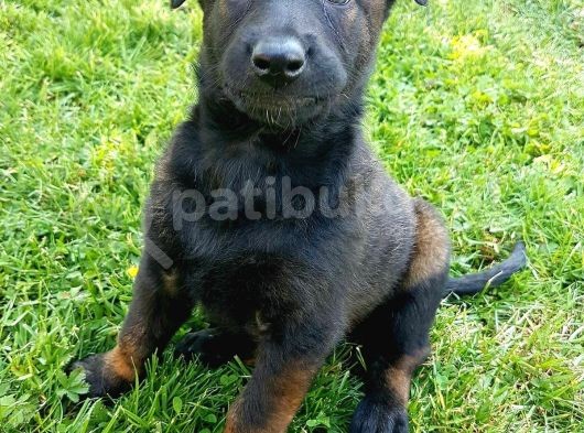 Belçika Malinois Ruhsatlı Tabanca Yavruları görsel