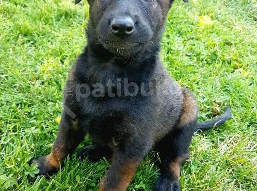 Belçika Malinois Ruhsatlı Tabanca Yavruları