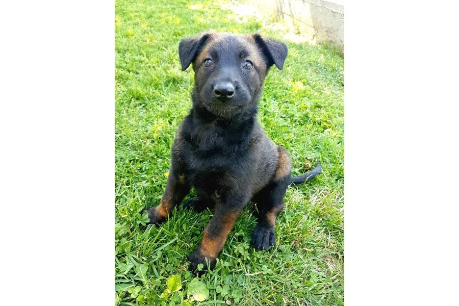 Belçika Malinois Ruhsatlı Tabanca Yavruları