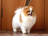 Party Color Tedy Bear Pomeranian