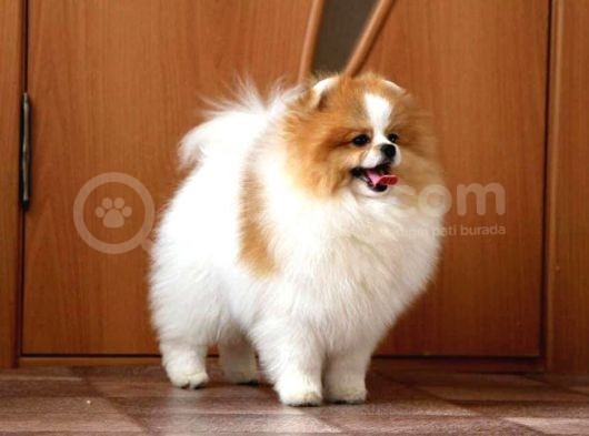 Party Color Tedy Bear Pomeranian görsel