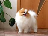 Party Color Tedy Bear Pomeranian