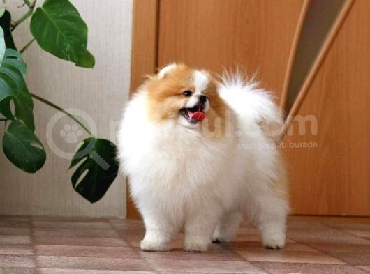 Party Color Tedy Bear Pomeranian görsel