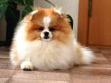 Party Color Tedy Bear Pomeranian