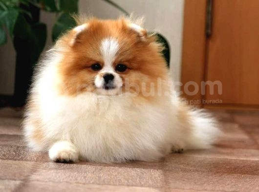 Party Color Tedy Bear Pomeranian görsel