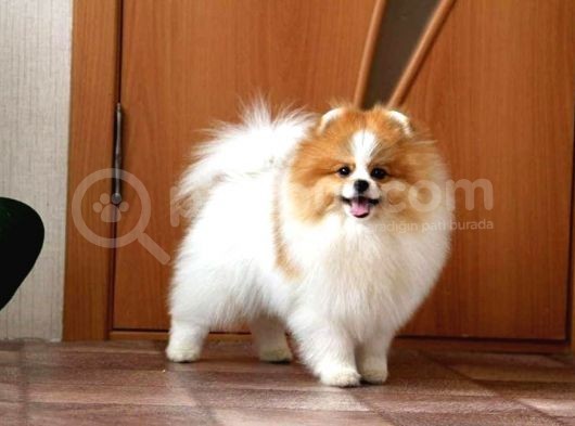 Party Color Tedy Bear Pomeranian görsel