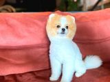 Party Color Tedy Bear Pomeranian