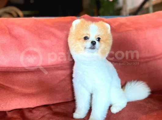 Party Color Tedy Bear Pomeranian