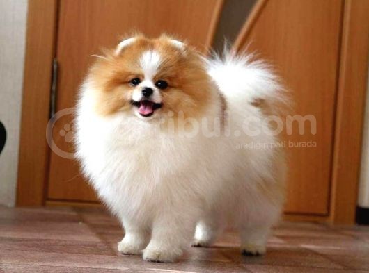 Party Color Tedy Bear Pomeranian görsel
