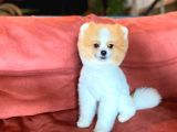 Party Color Tedy Bear Pomeranian
